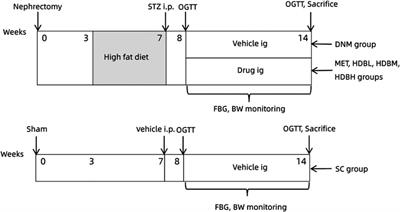 Huidouba Improved Podocyte Injury by Down-Regulating Nox4 Expression in Rats With Diabetic Nephropathy